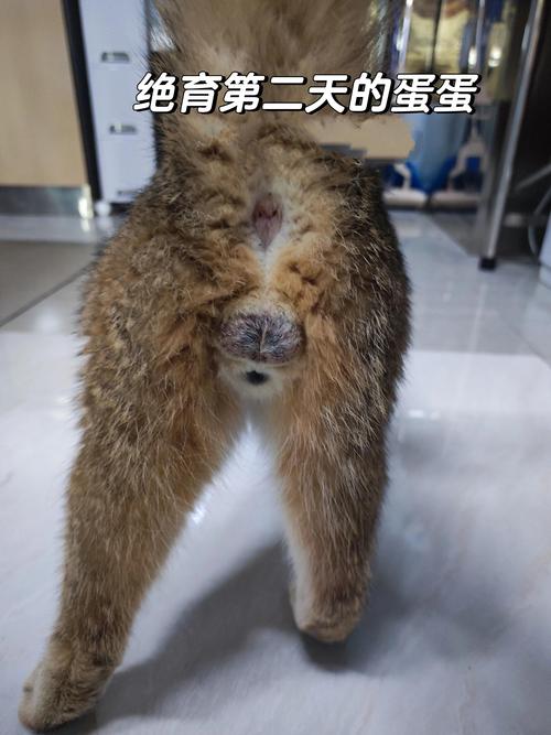 猫咪消瘦的原因分析_猫咪 消瘦-第2张图片-后鲨宠物 猫咪消瘦的原因分析_猫咪 消瘦-第2张图片-后鲨宠物