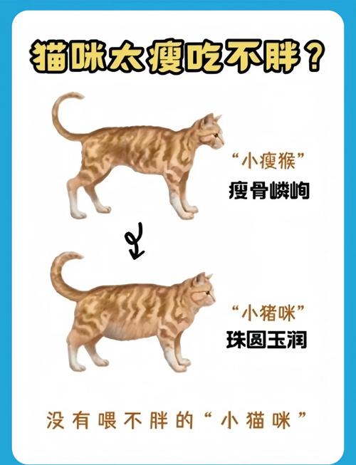 猫咪消瘦的原因分析_猫咪 消瘦-第3张图片-后鲨宠物 猫咪消瘦的原因分析_猫咪 消瘦-第3张图片-后鲨宠物