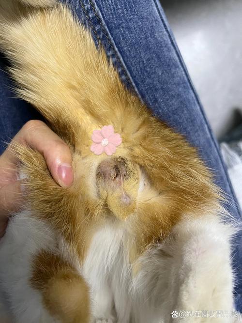 猫咪消瘦的原因分析_猫咪 消瘦-第4张图片-后鲨宠物 猫咪消瘦的原因分析_猫咪 消瘦-第4张图片-后鲨宠物