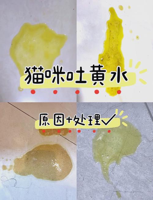 猫咪吐黄绿色液体,猫咪吐黄绿色的水是怎么回事?-第2张图片-后鲨宠物 猫咪吐黄绿色液体,猫咪吐黄绿色的水是怎么回事?-第2张图片-后鲨宠物