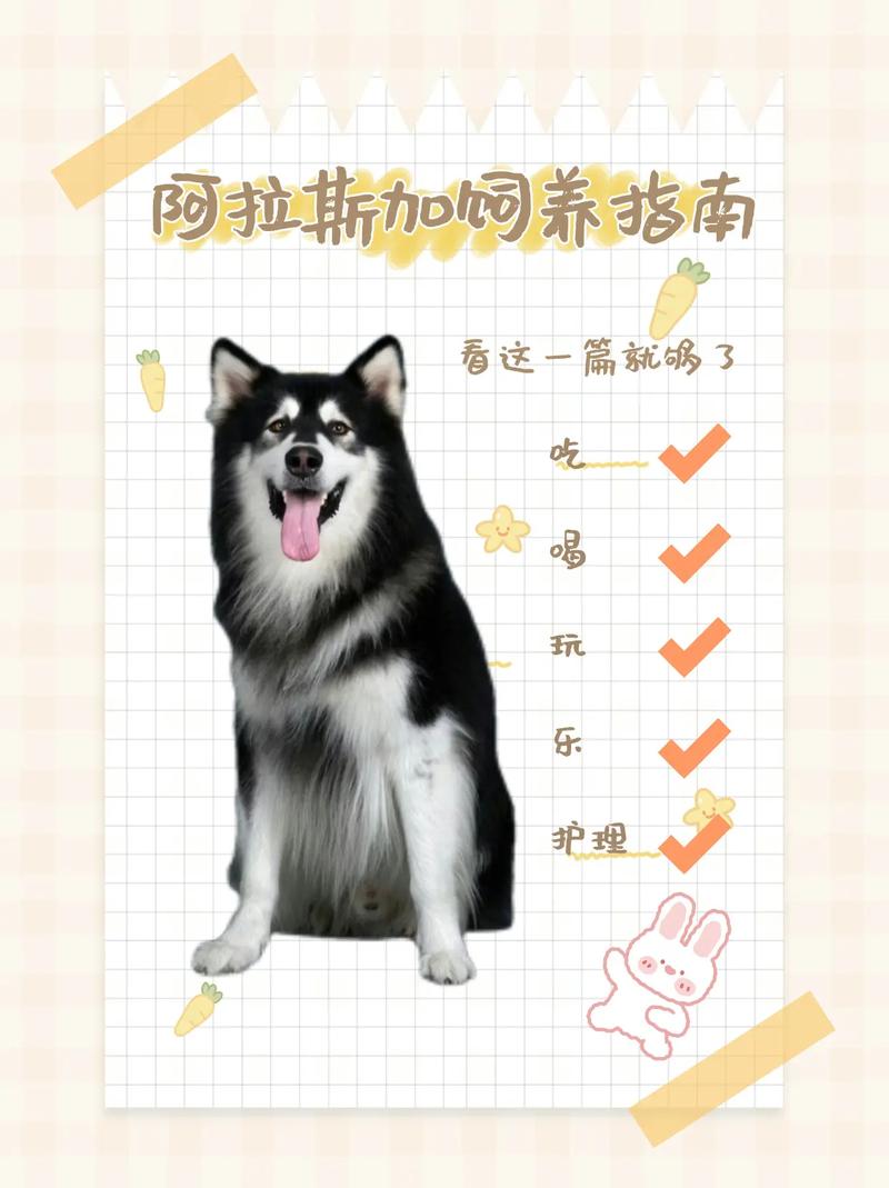 狗狗能吃酸菜吗,狗狗能吃酸菜嘛-第2张图片-后鲨宠物 狗狗能吃酸菜吗,狗狗能吃酸菜嘛-第2张图片-后鲨宠物