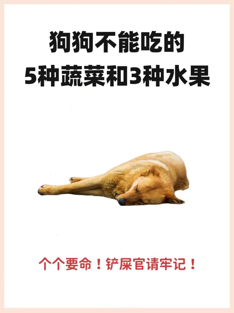 狗狗能吃酸菜吗,狗狗能吃酸菜嘛-第5张图片-后鲨宠物 狗狗能吃酸菜吗,狗狗能吃酸菜嘛-第5张图片-后鲨宠物