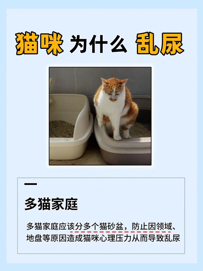 猫咪突然乱拉屎拉尿,猫咪突然乱拉屎拉尿了-第2张图片-后鲨宠物 猫咪突然乱拉屎拉尿,猫咪突然乱拉屎拉尿了-第2张图片-后鲨宠物