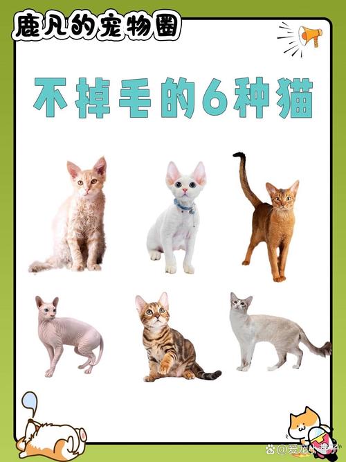 猫咪不拉屎是什么情况_猫咪不拉屎是什么情况 还总哼唧-第1张图片-后鲨宠物 猫咪不拉屎是什么情况_猫咪不拉屎是什么情况 还总哼唧-第1张图片-后鲨宠物