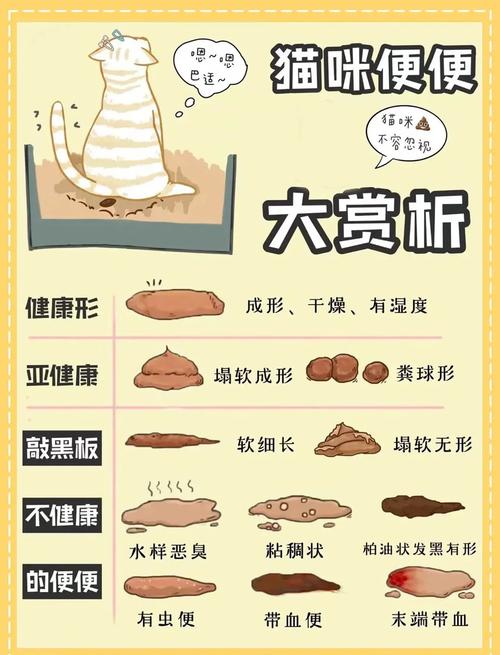 猫咪不拉屎是什么情况_猫咪不拉屎是什么情况 还总哼唧-第6张图片-后鲨宠物 猫咪不拉屎是什么情况_猫咪不拉屎是什么情况 还总哼唧-第6张图片-后鲨宠物