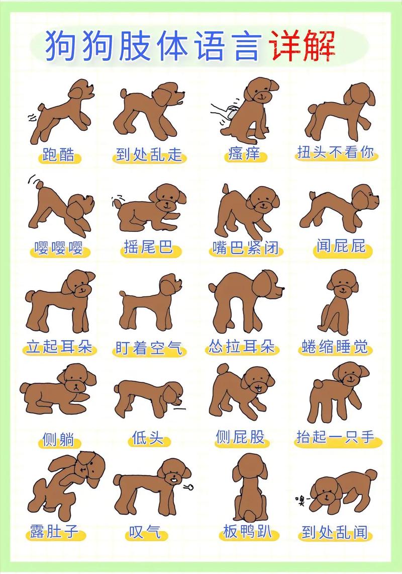 如何让狗狗开心,如何让狗狗开心快乐-第5张图片-后鲨宠物 如何让狗狗开心,如何让狗狗开心快乐-第5张图片-后鲨宠物