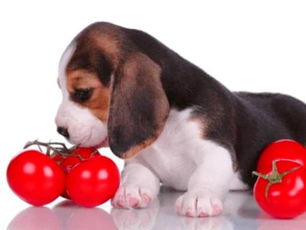 小狗狗可以吃西红柿吗,狗子可以吃西红柿么?-第2张图片-后鲨宠物 小狗狗可以吃西红柿吗,狗子可以吃西红柿么?-第2张图片-后鲨宠物