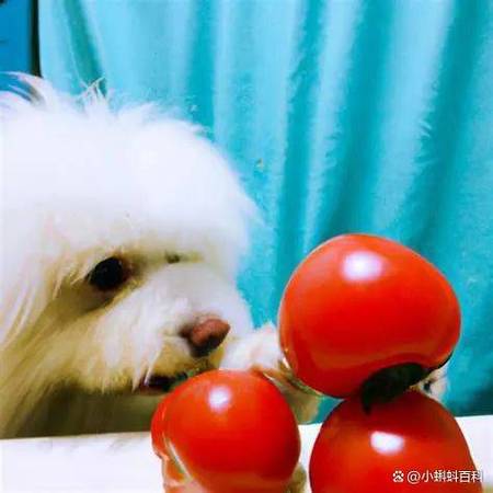 小狗狗可以吃西红柿吗,狗子可以吃西红柿么?-第5张图片-后鲨宠物 小狗狗可以吃西红柿吗,狗子可以吃西红柿么?-第5张图片-后鲨宠物