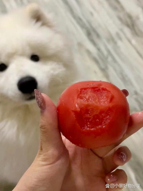 小狗狗可以吃西红柿吗,狗子可以吃西红柿么?-第6张图片-后鲨宠物 小狗狗可以吃西红柿吗,狗子可以吃西红柿么?-第6张图片-后鲨宠物