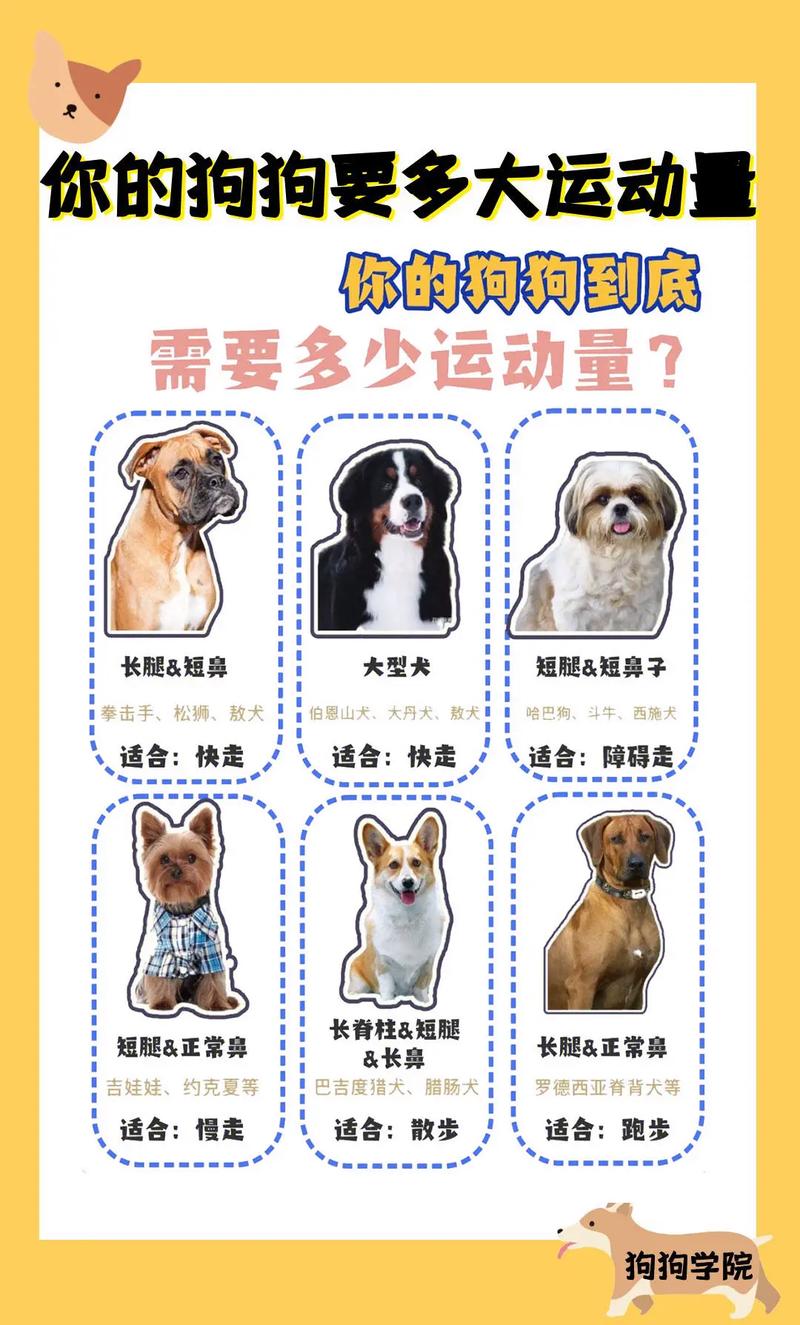 狗狗几个月开始训练,幼犬几个月开始训练?-第4张图片-后鲨宠物 狗狗几个月开始训练,幼犬几个月开始训练?-第4张图片-后鲨宠物