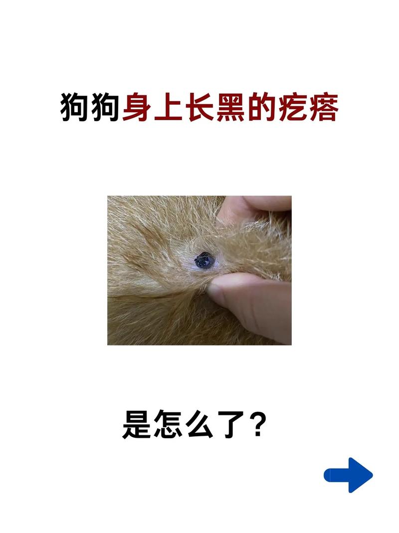 狗狗色素沉淀怎么治疗_狗狗色素不好怎么办-第5张图片-后鲨宠物 狗狗色素沉淀怎么治疗_狗狗色素不好怎么办-第5张图片-后鲨宠物