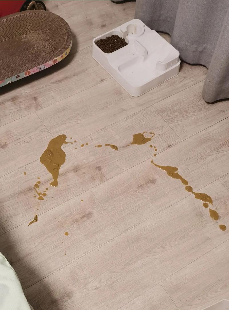 猫咪一直吐怎么回事,猫咪吐怎么回事怎么办-第3张图片-后鲨宠物 猫咪一直吐怎么回事,猫咪吐怎么回事怎么办-第3张图片-后鲨宠物