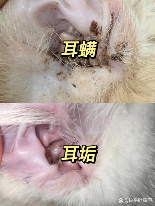 怎么判断猫咪耳螨好了_怎么判断猫咪的耳螨已经清干净了-第4张图片-后鲨宠物 怎么判断猫咪耳螨好了_怎么判断猫咪的耳螨已经清干净了-第4张图片-后鲨宠物