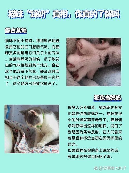 为什么猫咪会踩奶,为什么猫咪踩奶的时候一摸它就叫-第1张图片-后鲨宠物 为什么猫咪会踩奶,为什么猫咪踩奶的时候一摸它就叫-第1张图片-后鲨宠物