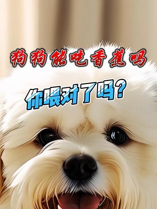 狗狗能吃香蕉么_请问狗狗能吃香蕉吗-第2张图片-后鲨宠物 狗狗能吃香蕉么_请问狗狗能吃香蕉吗-第2张图片-后鲨宠物