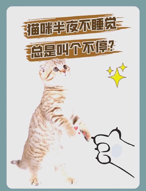 猫咪晚上不睡觉怎么办,猫咪晚上不睡觉是什么原因-第1张图片-后鲨宠物 猫咪晚上不睡觉怎么办,猫咪晚上不睡觉是什么原因-第1张图片-后鲨宠物