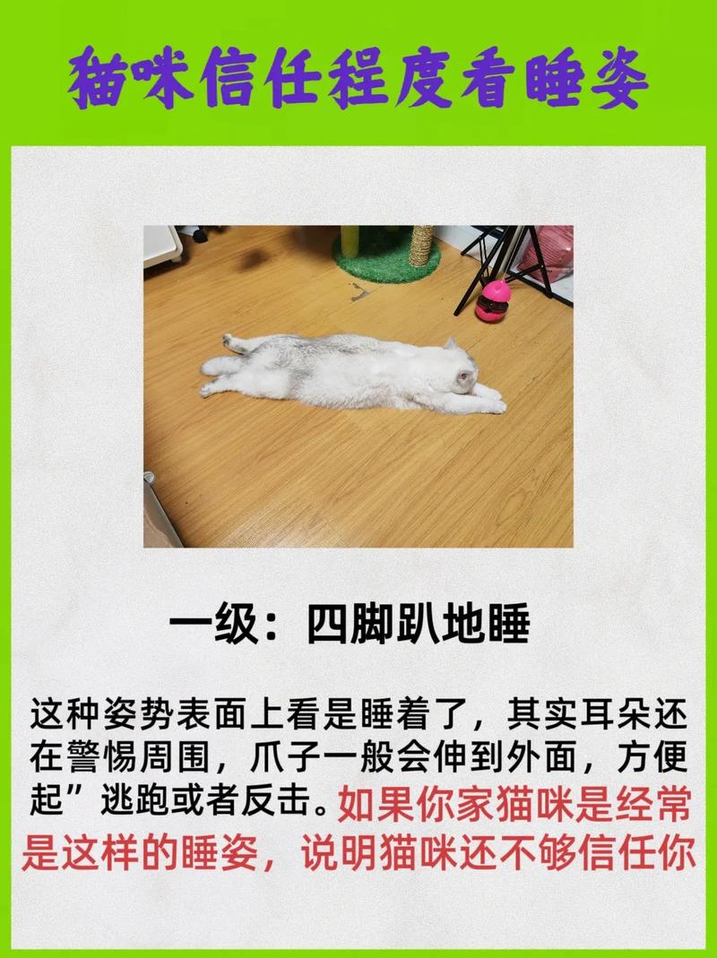 猫咪晚上不睡觉怎么办,猫咪晚上不睡觉是什么原因-第2张图片-后鲨宠物 猫咪晚上不睡觉怎么办,猫咪晚上不睡觉是什么原因-第2张图片-后鲨宠物