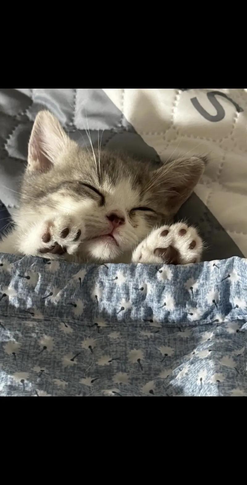 猫咪晚上不睡觉怎么办,猫咪晚上不睡觉是什么原因-第3张图片-后鲨宠物 猫咪晚上不睡觉怎么办,猫咪晚上不睡觉是什么原因-第3张图片-后鲨宠物