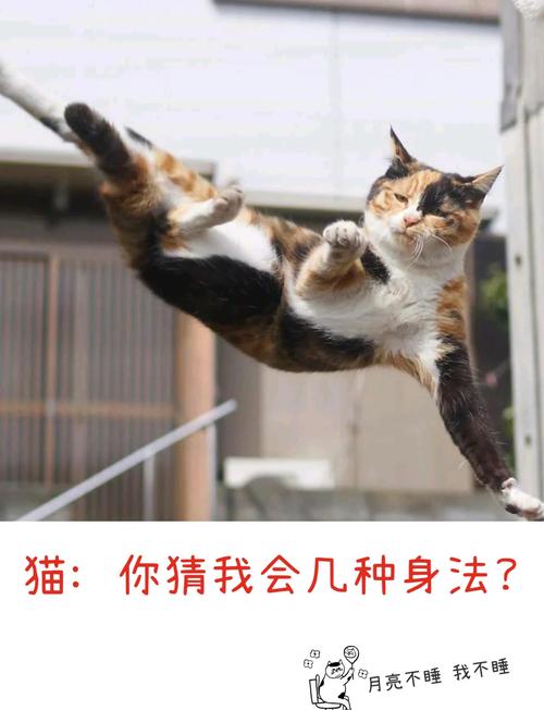 猫咪晚上不睡觉怎么办,猫咪晚上不睡觉是什么原因-第5张图片-后鲨宠物 猫咪晚上不睡觉怎么办,猫咪晚上不睡觉是什么原因-第5张图片-后鲨宠物