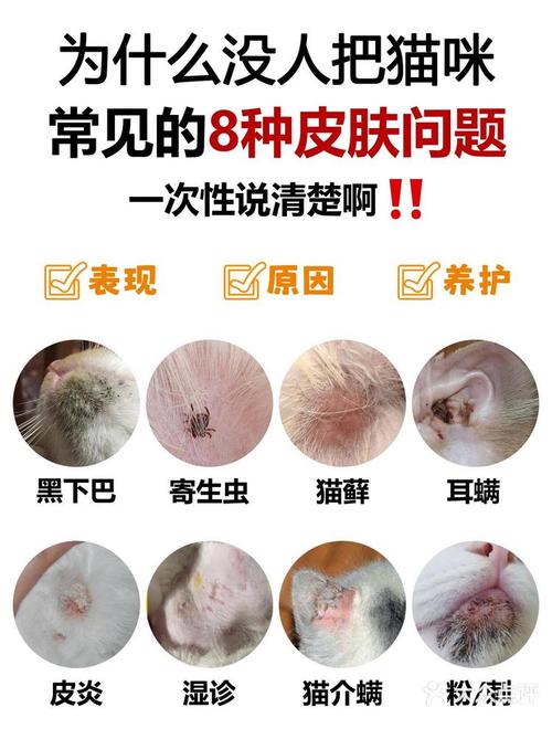 猫咪毛囊炎怎么治疗,猫咪毛囊炎治疗费用一般多少-第4张图片-后鲨宠物 猫咪毛囊炎怎么治疗,猫咪毛囊炎治疗费用一般多少-第4张图片-后鲨宠物