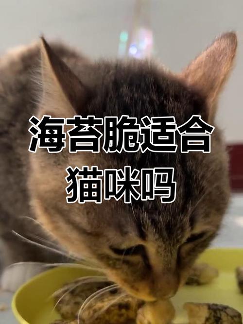 猫咪能吃海苔吗_猫猫能吃海苔片吗-第5张图片-后鲨宠物 猫咪能吃海苔吗_猫猫能吃海苔片吗-第5张图片-后鲨宠物