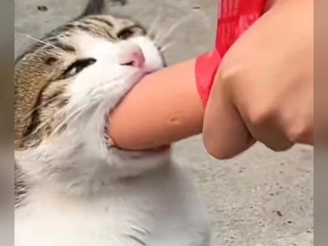 猫猫能吃火腿肠吗,猫猫能吃火腿肠吗有毒吗?-第4张图片-后鲨宠物 猫猫能吃火腿肠吗,猫猫能吃火腿肠吗有毒吗?-第4张图片-后鲨宠物