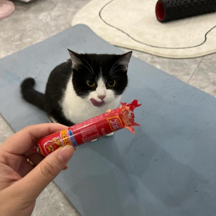 猫猫能吃火腿肠吗,猫猫能吃火腿肠吗有毒吗?-第5张图片-后鲨宠物 猫猫能吃火腿肠吗,猫猫能吃火腿肠吗有毒吗?-第5张图片-后鲨宠物