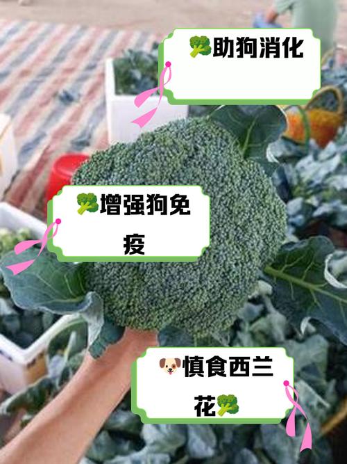 狗狗吃西兰花的好处,狗狗吃西兰花的好处和坏处-第2张图片-后鲨宠物 狗狗吃西兰花的好处,狗狗吃西兰花的好处和坏处-第2张图片-后鲨宠物