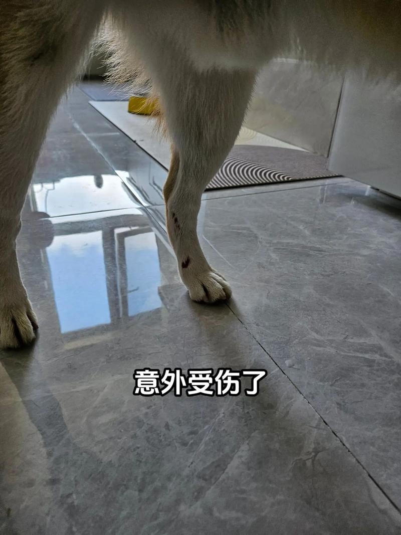 狗狗脚崴了怎么办,狗脚崴了自己会好吗?-第4张图片-后鲨宠物 狗狗脚崴了怎么办,狗脚崴了自己会好吗?-第4张图片-后鲨宠物