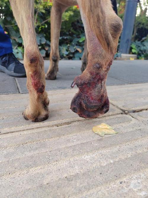 狗狗脚崴了怎么办,狗脚崴了自己会好吗?-第5张图片-后鲨宠物 狗狗脚崴了怎么办,狗脚崴了自己会好吗?-第5张图片-后鲨宠物