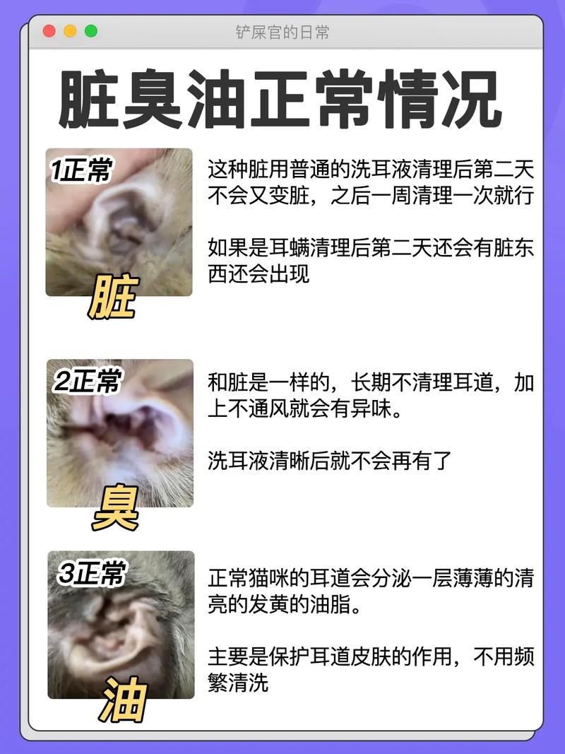 猫咪滴耳液怎么用,猫咪滴耳液用法?-第1张图片-后鲨宠物 猫咪滴耳液怎么用,猫咪滴耳液用法?-第1张图片-后鲨宠物
