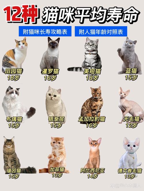 猫猫的正常体温,猫猫的正常体温是?-第4张图片-后鲨宠物 猫猫的正常体温,猫猫的正常体温是?-第4张图片-后鲨宠物