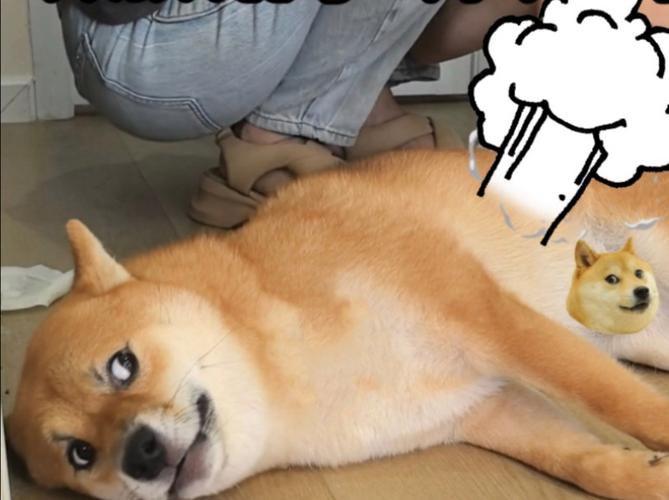 狗狗出气很臭怎么办_狗狗出气特别臭什么原因-第3张图片-后鲨宠物 狗狗出气很臭怎么办_狗狗出气特别臭什么原因-第3张图片-后鲨宠物