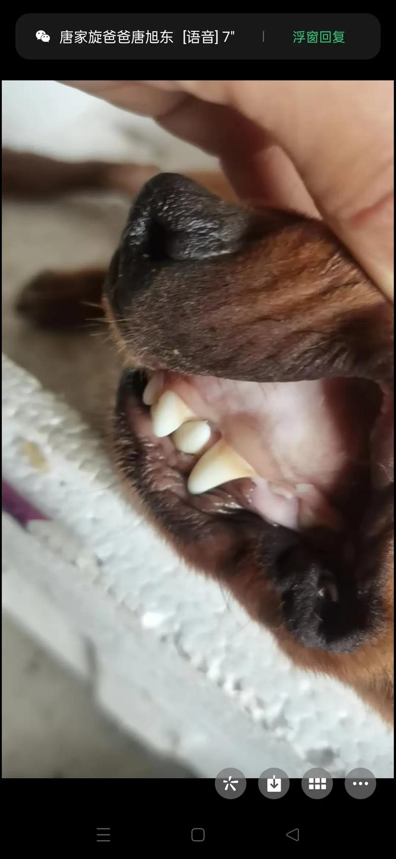 狗狗焦虫病晚期的症状,狗狗焦虫病潜伏期-第1张图片-后鲨宠物 狗狗焦虫病晚期的症状,狗狗焦虫病潜伏期-第1张图片-后鲨宠物