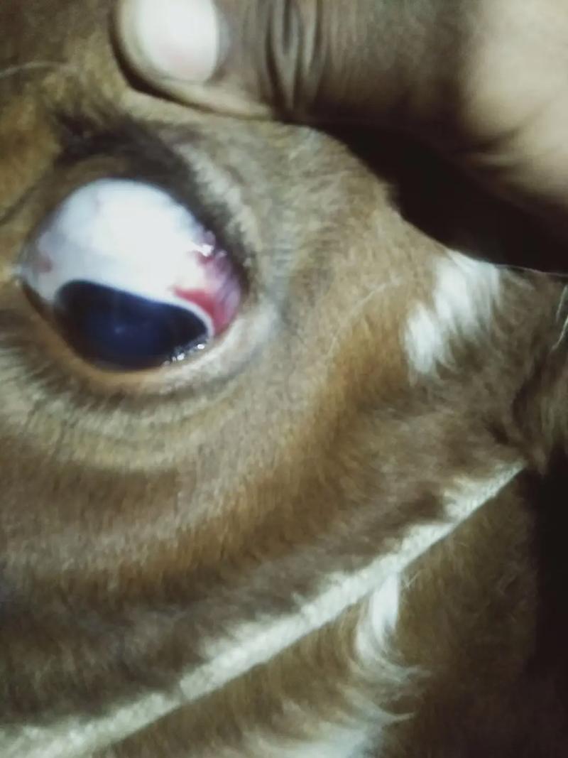 狗狗焦虫病晚期的症状,狗狗焦虫病潜伏期-第5张图片-后鲨宠物 狗狗焦虫病晚期的症状,狗狗焦虫病潜伏期-第5张图片-后鲨宠物