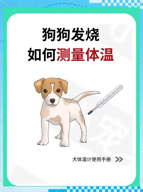 怎么给狗狗测体温,怎么给狗狗测体温最准确?-第3张图片-后鲨宠物 怎么给狗狗测体温,怎么给狗狗测体温最准确?-第3张图片-后鲨宠物