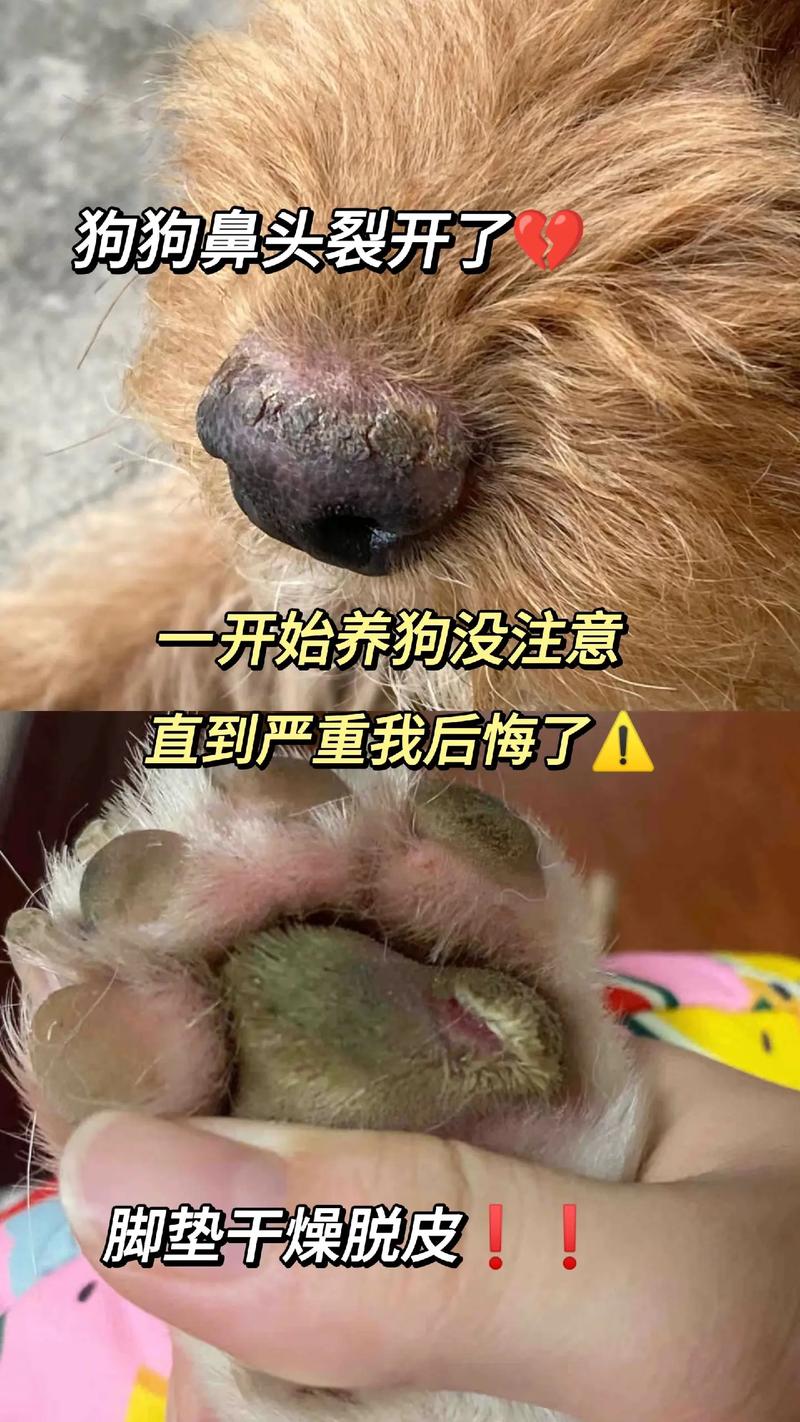 狗狗得细小鼻子会干吗,狗狗得了细小鼻塞?-第5张图片-后鲨宠物 狗狗得细小鼻子会干吗,狗狗得了细小鼻塞?-第5张图片-后鲨宠物