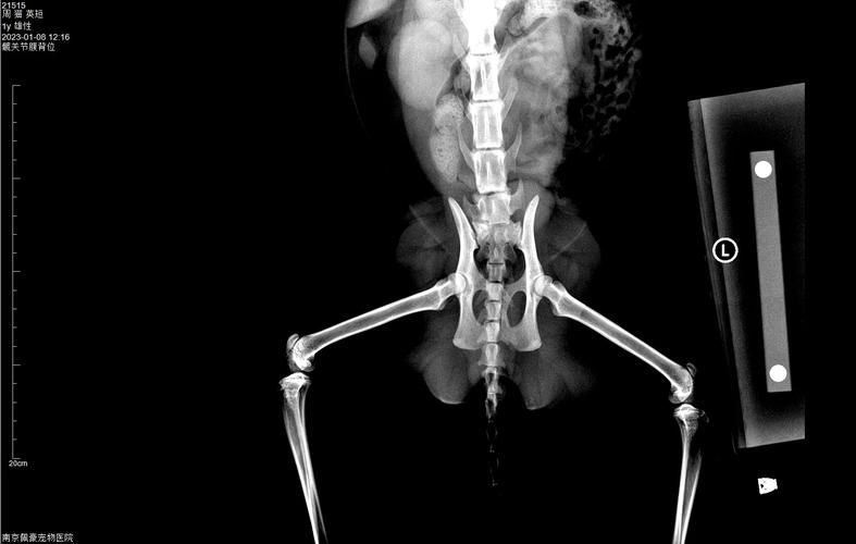 猫咪髋关节发育不良_猫咪髋关节发育不良能治愈吗-第3张图片-后鲨宠物