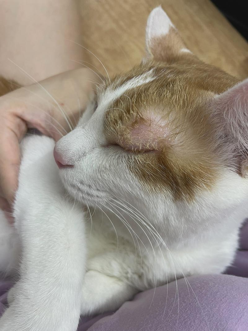 猫咪眼睛发炎怎么办_猫咪眼睛发炎吃什么消炎药比较好-第1张图片-后鲨宠物 猫咪眼睛发炎怎么办_猫咪眼睛发炎吃什么消炎药比较好-第1张图片-后鲨宠物