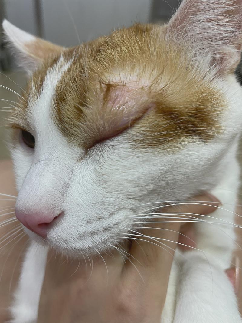 猫咪眼睛发炎怎么办_猫咪眼睛发炎吃什么消炎药比较好-第2张图片-后鲨宠物 猫咪眼睛发炎怎么办_猫咪眼睛发炎吃什么消炎药比较好-第2张图片-后鲨宠物