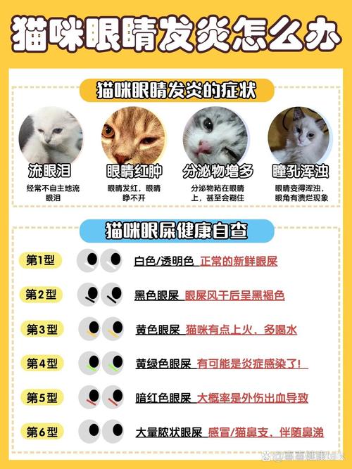 猫咪眼睛发炎怎么办_猫咪眼睛发炎吃什么消炎药比较好-第4张图片-后鲨宠物 猫咪眼睛发炎怎么办_猫咪眼睛发炎吃什么消炎药比较好-第4张图片-后鲨宠物