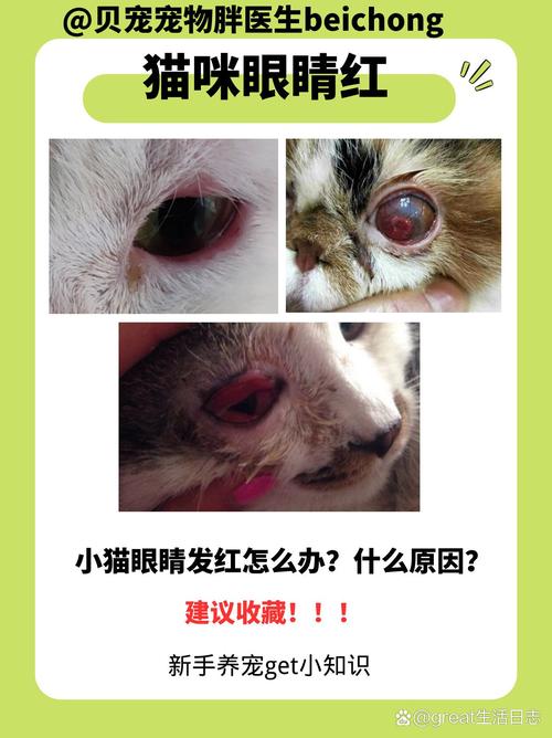 猫咪眼睛发炎怎么办_猫咪眼睛发炎吃什么消炎药比较好-第5张图片-后鲨宠物 猫咪眼睛发炎怎么办_猫咪眼睛发炎吃什么消炎药比较好-第5张图片-后鲨宠物