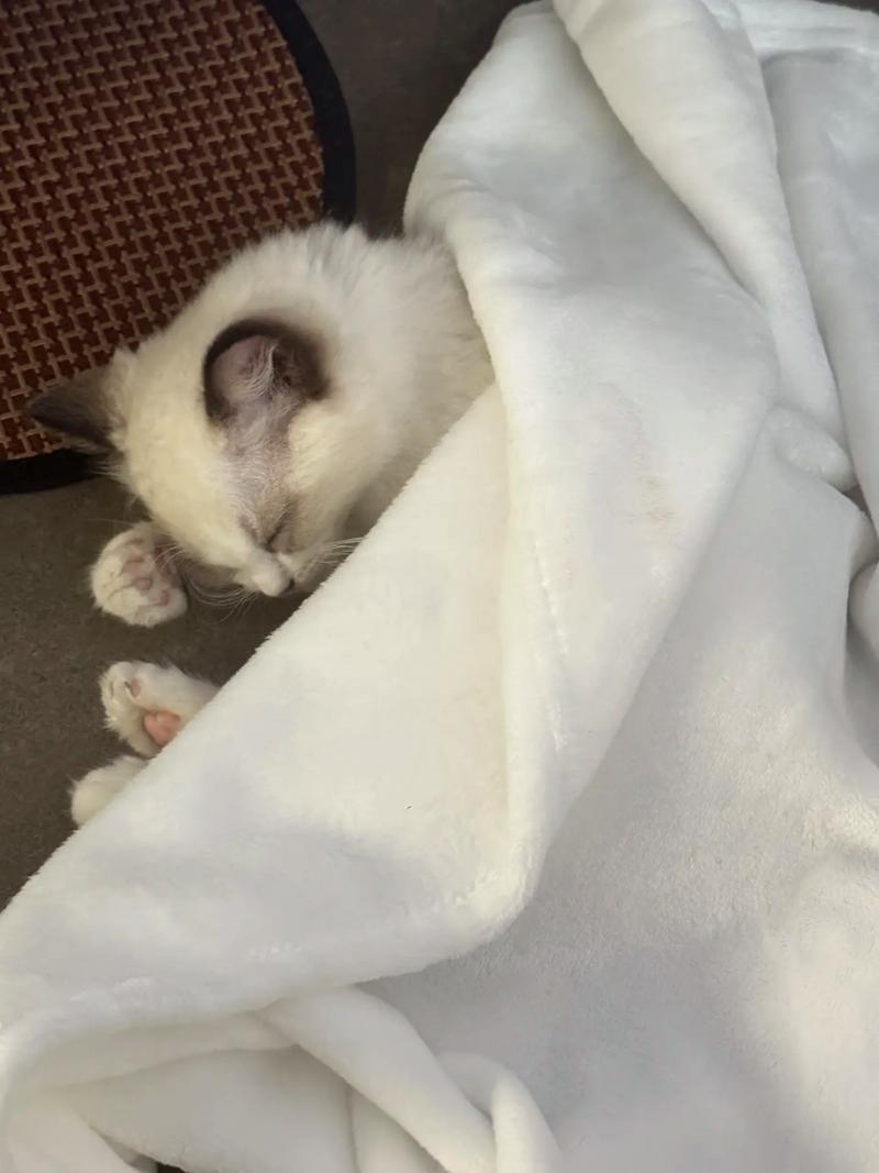 猫咪打完疫苗没精神_猫咪打完疫苗没精神不吃不喝-第4张图片-后鲨宠物 猫咪打完疫苗没精神_猫咪打完疫苗没精神不吃不喝-第4张图片-后鲨宠物