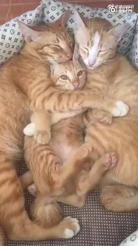 搂着猫咪睡觉好吗,搂着猫睡觉好不好?-第1张图片-后鲨宠物 搂着猫咪睡觉好吗,搂着猫睡觉好不好?-第1张图片-后鲨宠物