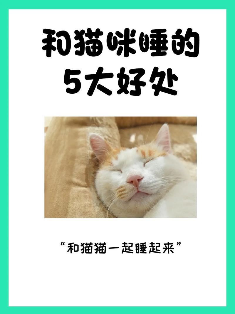 搂着猫咪睡觉好吗,搂着猫睡觉好不好?-第2张图片-后鲨宠物 搂着猫咪睡觉好吗,搂着猫睡觉好不好?-第2张图片-后鲨宠物