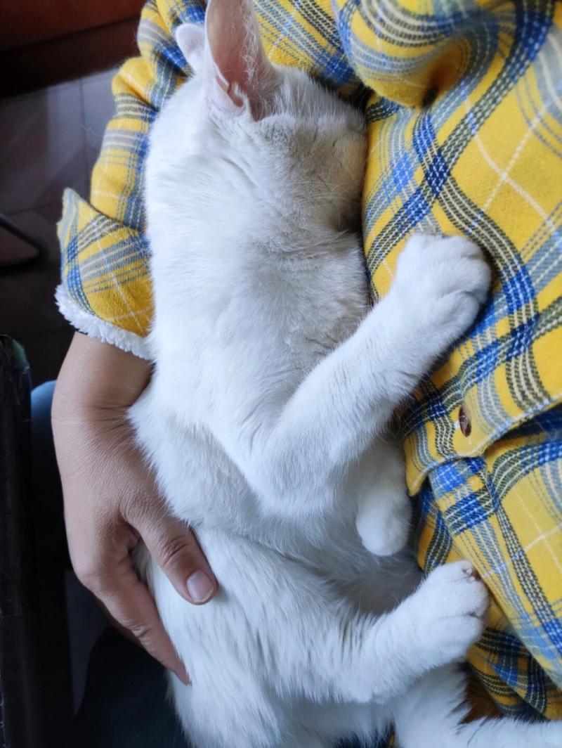 搂着猫咪睡觉好吗,搂着猫睡觉好不好?-第6张图片-后鲨宠物 搂着猫咪睡觉好吗,搂着猫睡觉好不好?-第6张图片-后鲨宠物