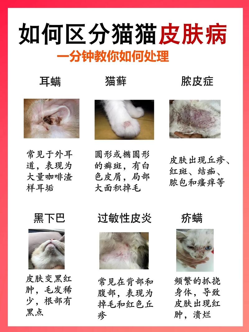 猫咪耳朵真菌感染,猫咪耳朵真菌感染和耳螨用药一样吗-第2张图片-后鲨宠物 猫咪耳朵真菌感染,猫咪耳朵真菌感染和耳螨用药一样吗-第2张图片-后鲨宠物