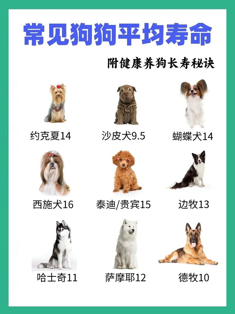 狗狗的寿命一般是多久,雪纳瑞狗狗的寿命一般是多久?-第1张图片-后鲨宠物 狗狗的寿命一般是多久,雪纳瑞狗狗的寿命一般是多久?-第1张图片-后鲨宠物