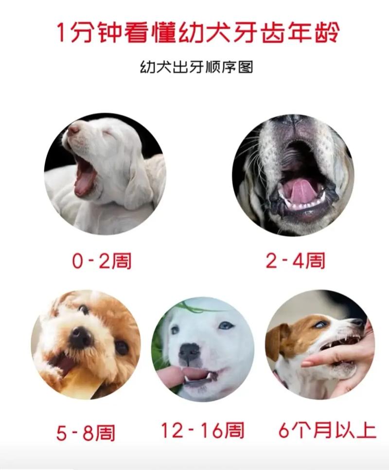 狗狗几岁掉牙齿_狗 几岁掉牙-第2张图片-后鲨宠物 狗狗几岁掉牙齿_狗 几岁掉牙-第2张图片-后鲨宠物
