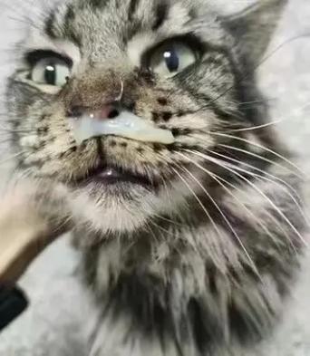 猫咪流眼泪流鼻涕,猫咪流眼泪流鼻涕流口水怎么回事-第2张图片-后鲨宠物 猫咪流眼泪流鼻涕,猫咪流眼泪流鼻涕流口水怎么回事-第2张图片-后鲨宠物